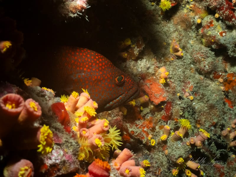 Capt. Dan Wreck and Sunkist Reef