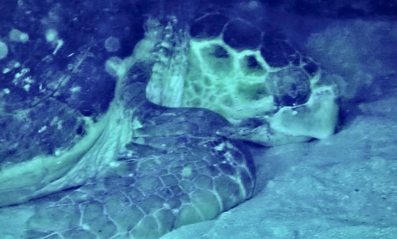 Loggerheads with Loggerhead