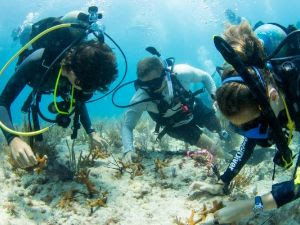 Dive 23.5 - I.CARE Coral Planting Experience - Key Largo - Amoray Dive Center AM
