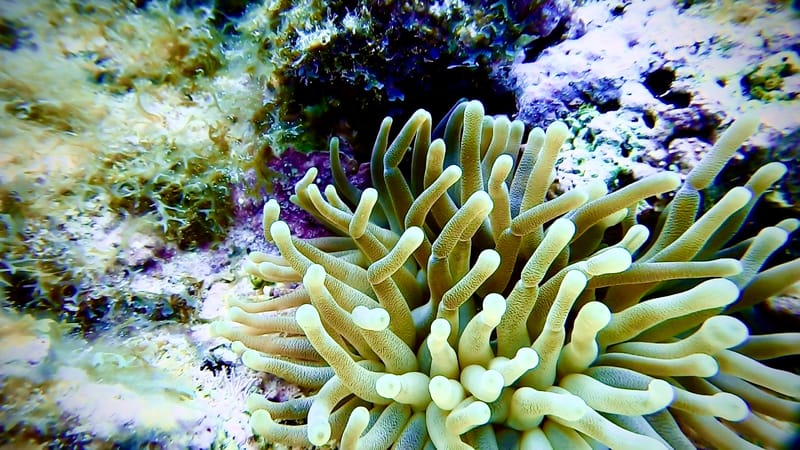 The Welcoming Committee of Nurse Sharks and Green Moray Eels