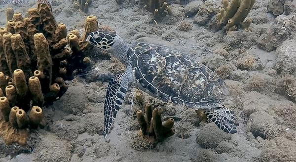 Discovering Dominica 2025