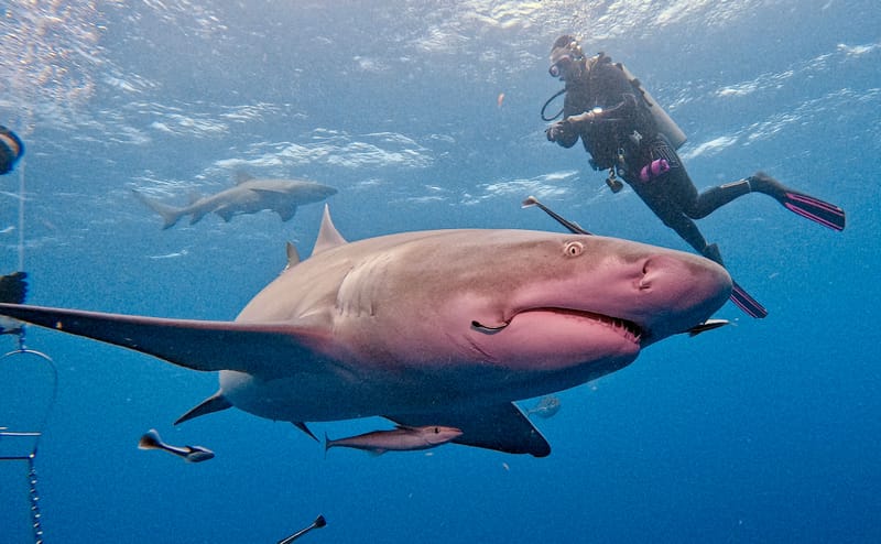 My Favorite Dive of the Season