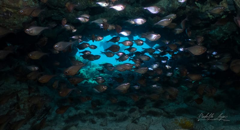 Sunday Funday Beneath the Waves