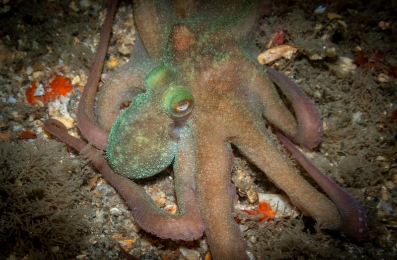 Octopus Encounters in Moonlit Waters