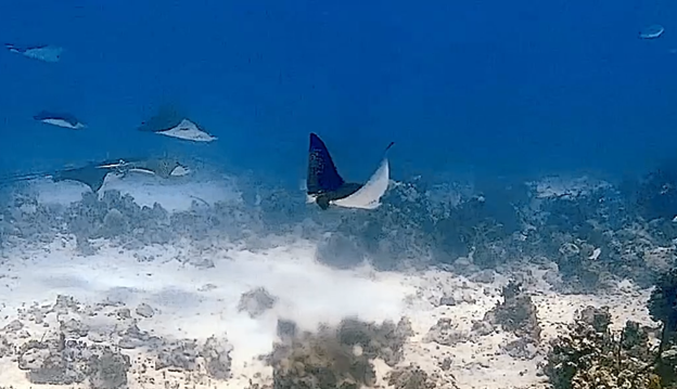 Bahamas Getaway 2025