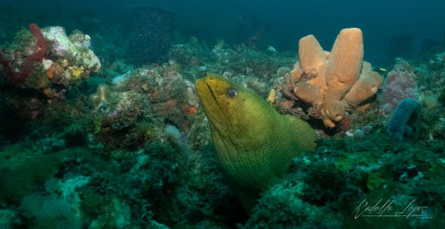 Gentle Drifting on the Reefs