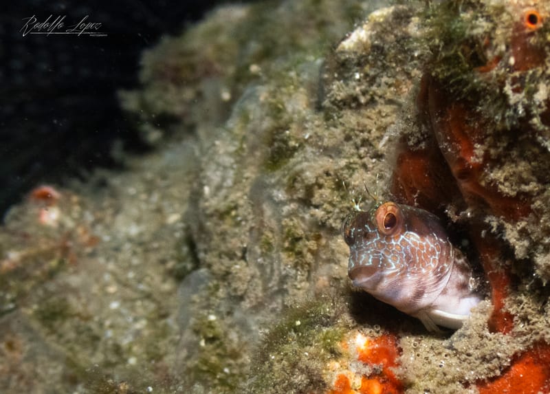 Sunrise Secrets Beneath the Bridge