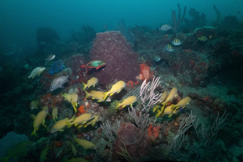 Carried by the Current