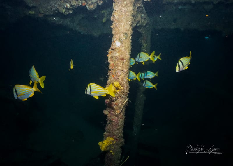 Shipwrecks and Shell Games