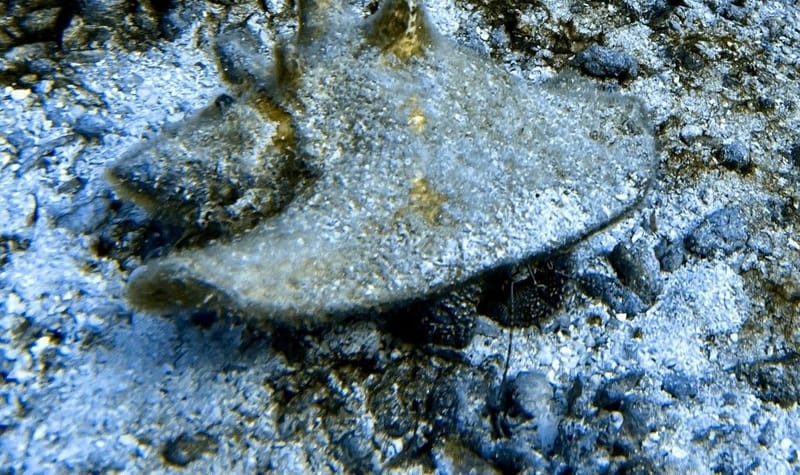 Conch Republic Delivers