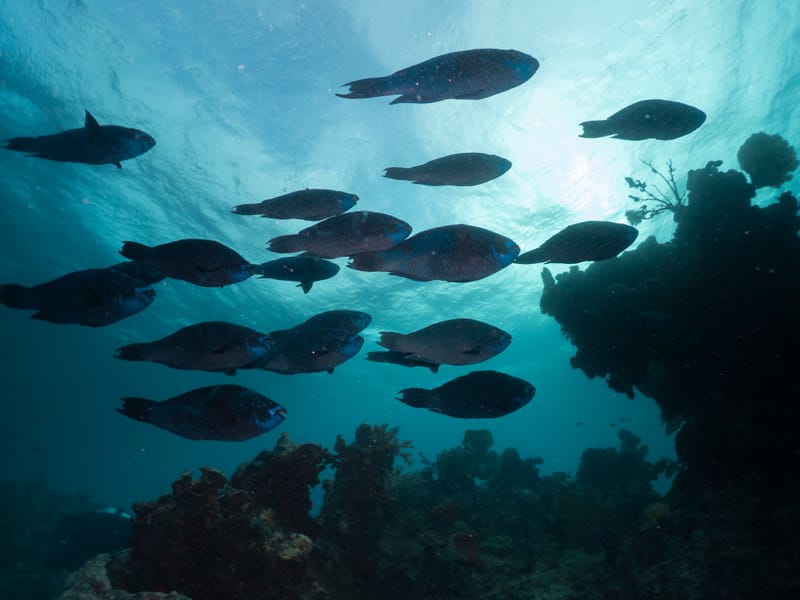 Even Cloudy Days Shine Underwater