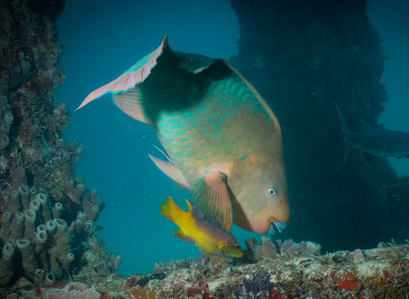 Dive 6 - 05/23/2026 - Biscayne National Park - Miami - Divers Paradise PM