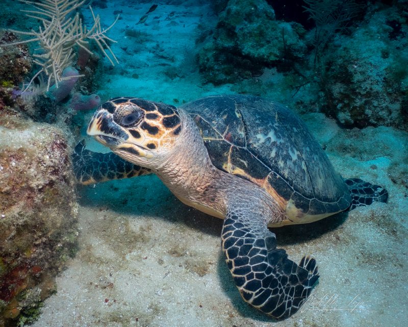 Dive 9 - 06/07/2026 - Sea Turtle Dive - Riviera - Ocean Quest Scuba AM