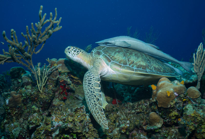 Dive 10 - 06/13/2026 - Sea Turtle Dive - Boynton - Scubatyme PM