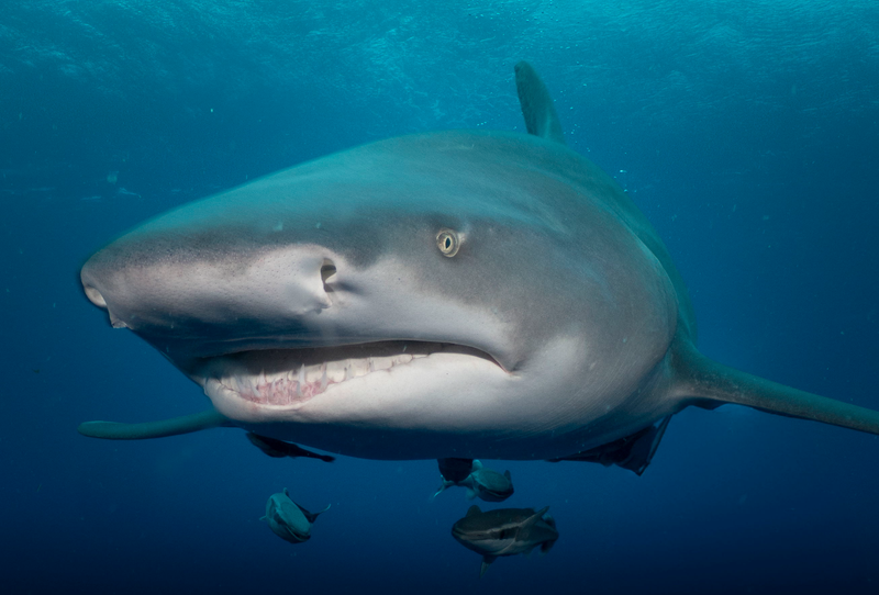 Dive 14 - 07/03/2026 - 3-Tank Shark Dive - Jupiter - Emerald Charters AM