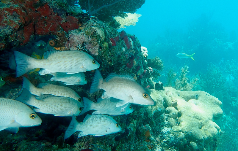 Dive 23 - 08/08/2026 - Drift Dive - Boynton - Starfish Scuba AM