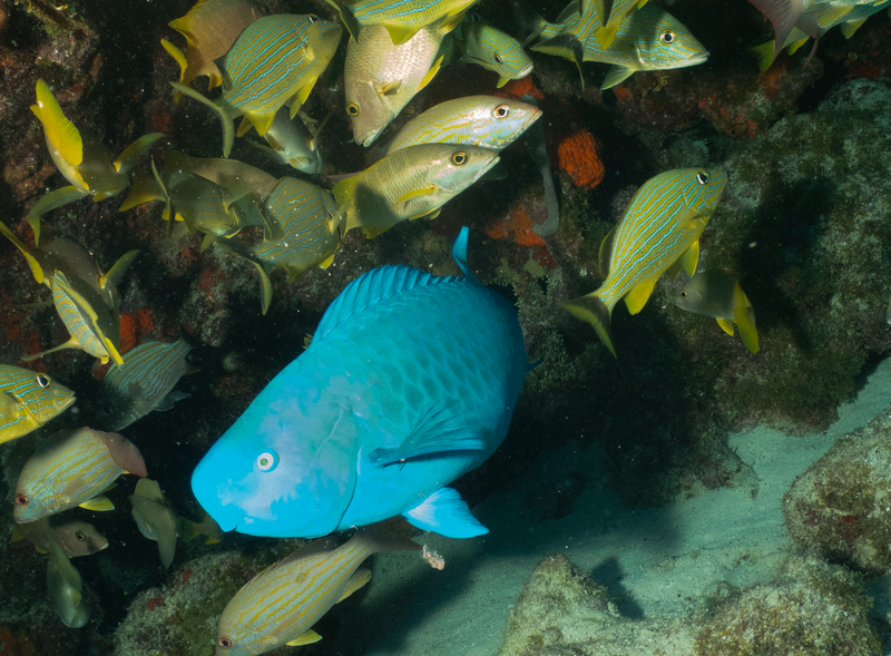 Dive 25 - 08/16/2026 - Shallow Reef - Tavernier  - Conch Republic PM