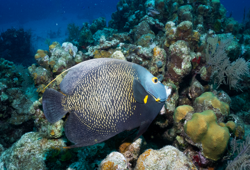 Dive 26 - 08/21/2026 - Shallow Reef - Tavernier  - Conch Republic PM