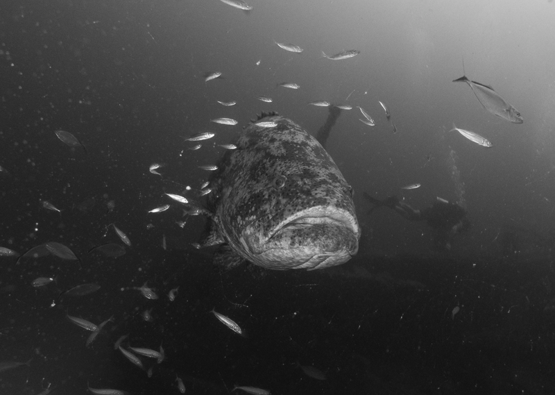 Dive 33 - 09/19/2026 - Goliath Grouper Wreck Trek - Riviera - Ocean Quest Scuba PM