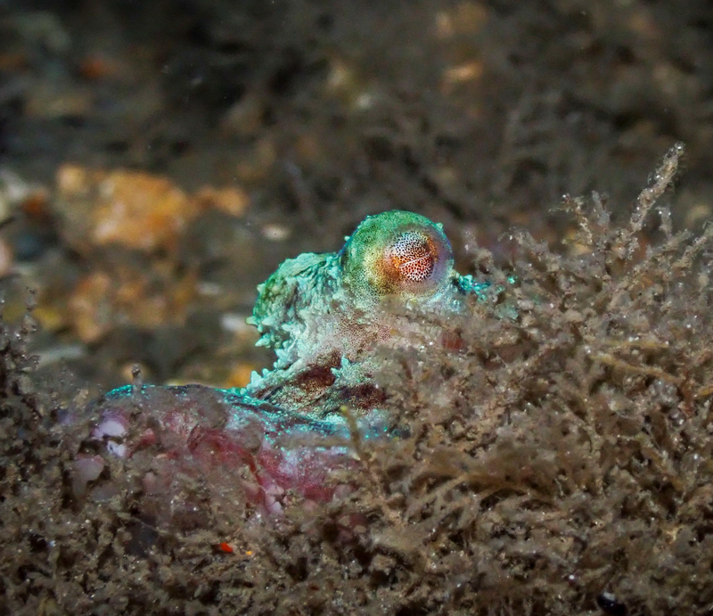 Dive 35 - 09/26/2026 - Full Moon Octopus Night Dive - Blue Heron Bridge - Active Divers NIGHT