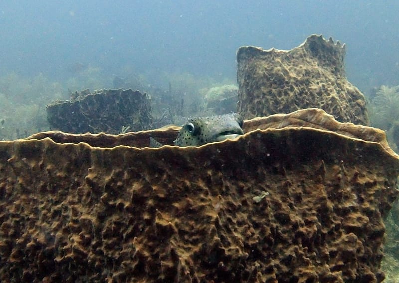 Delightfully Delicious Delray Drift Dive