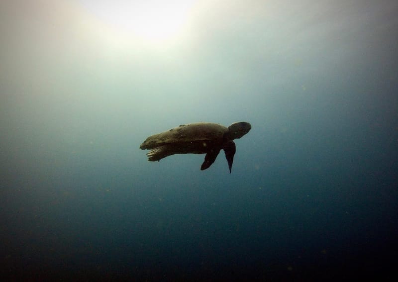Turtley Amazing