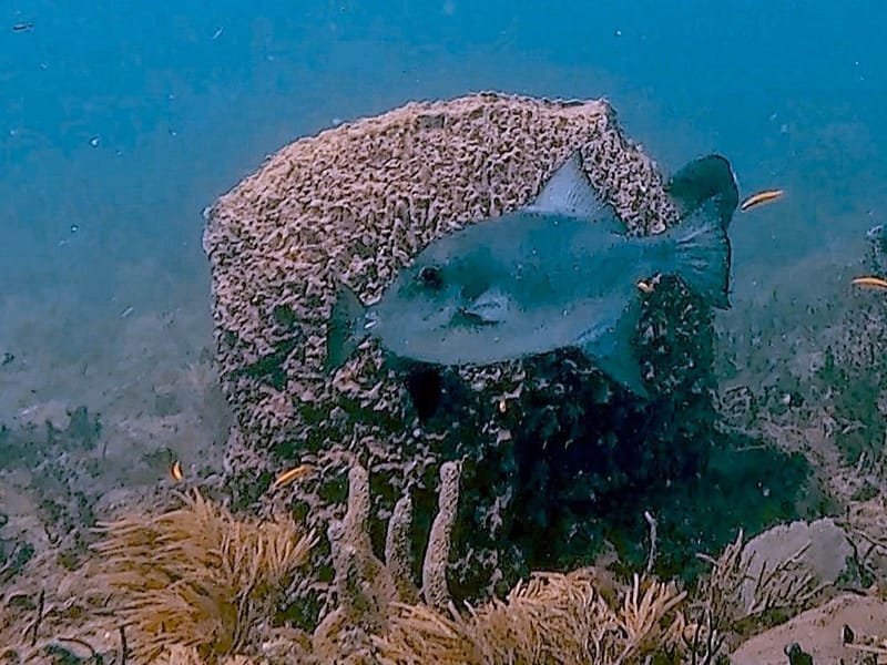 Heavenly Boynton Reefs