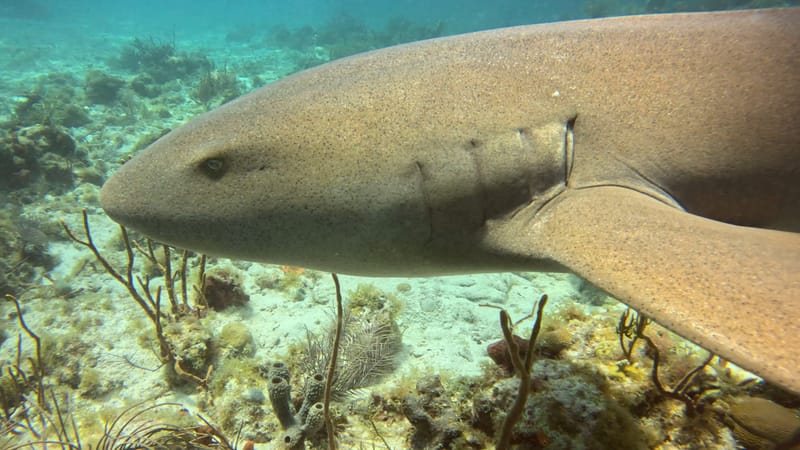 Nurse Sharks Galore