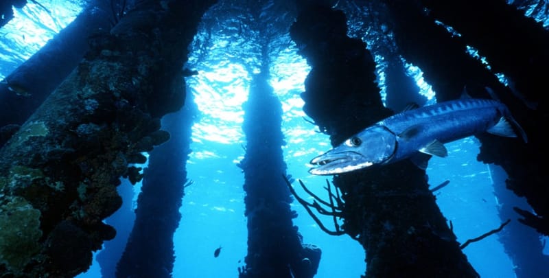 Back to Bonaire!!
