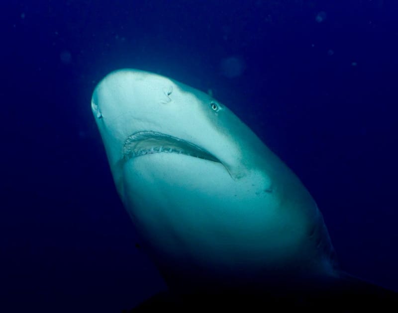 Freedom to Dive with Sharks