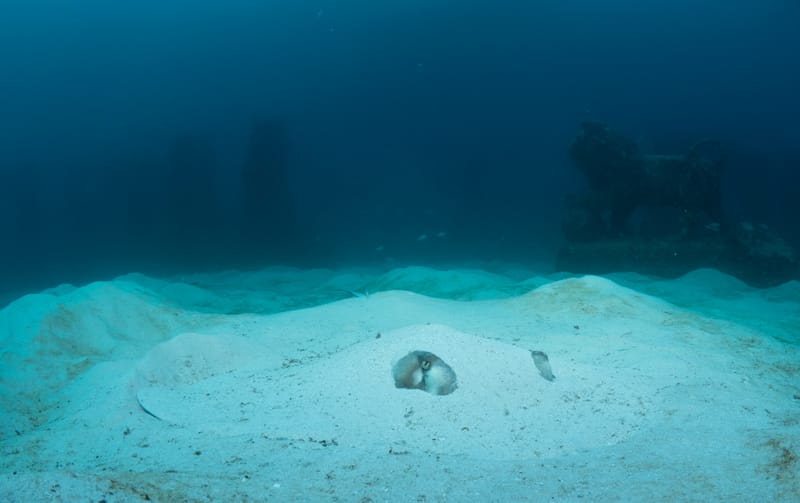 Mermaids, Morays & Memories - Women's Dive Day 2026