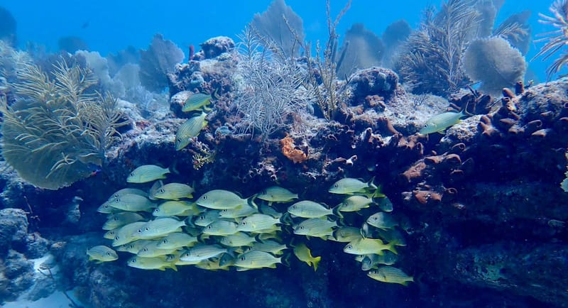 Abundance of Sea Life