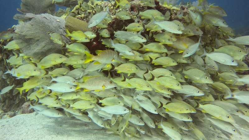 Fish TV in Tavernier