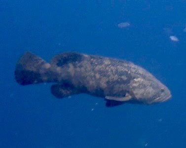 Our Goal was Goliath Groupers