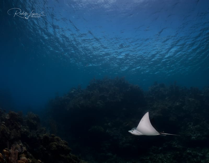 Roatan 2028
