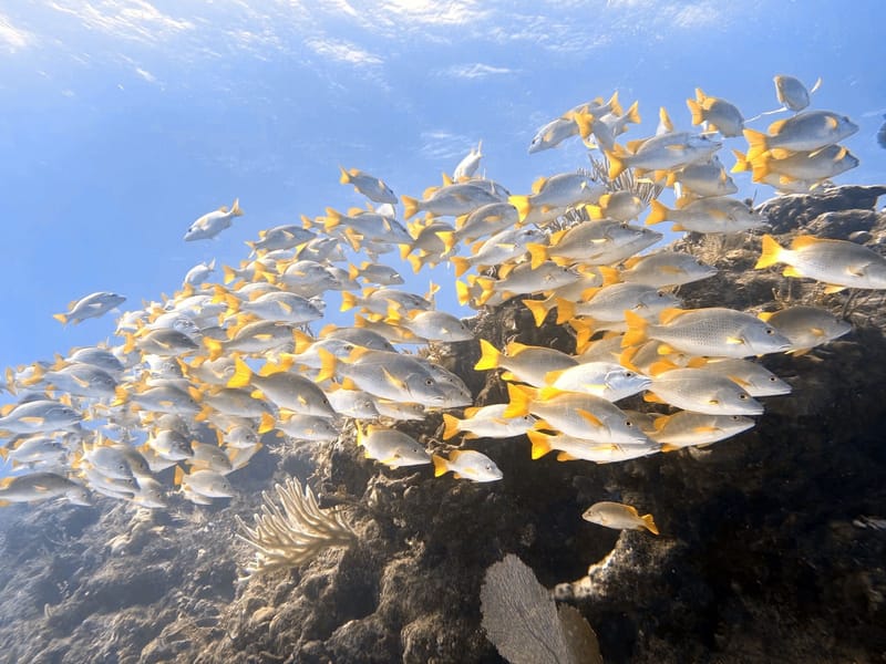 A Great Day at Molasses Reef