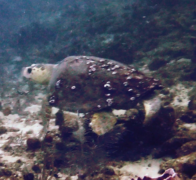 Fabulous Dive to End On