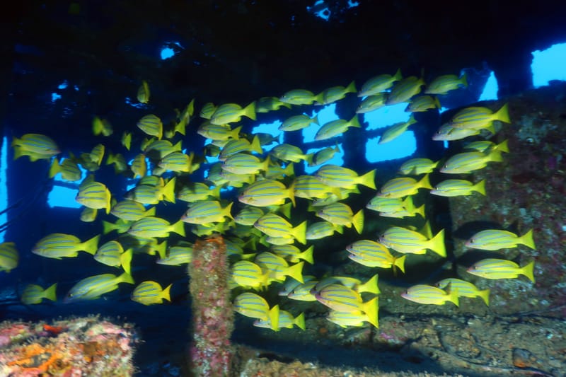 Dive 12 - Capt. Dan Wreck - Pompano - South Florida Dive Headquarters - Pompano AM