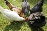 Willandene Chickens