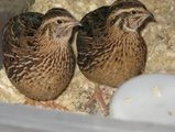 Quails, Ducks &amp; Hatching Eggs