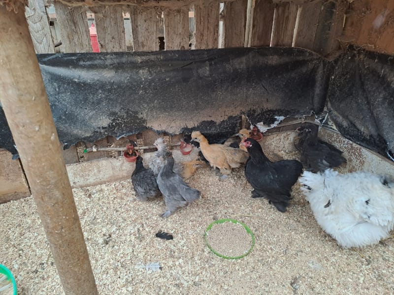 Bantams and Rare Breeds