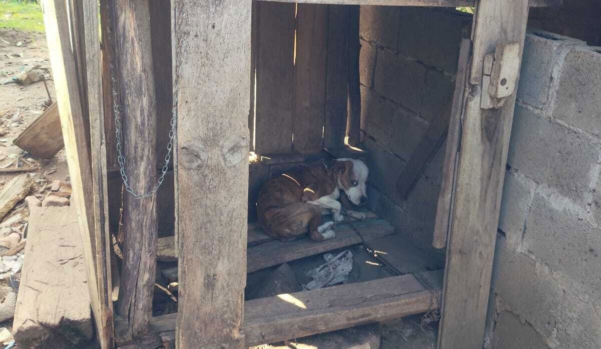 Flagrante Inusitado Revela Possível Criadouro Clandestino de Animais em Lages