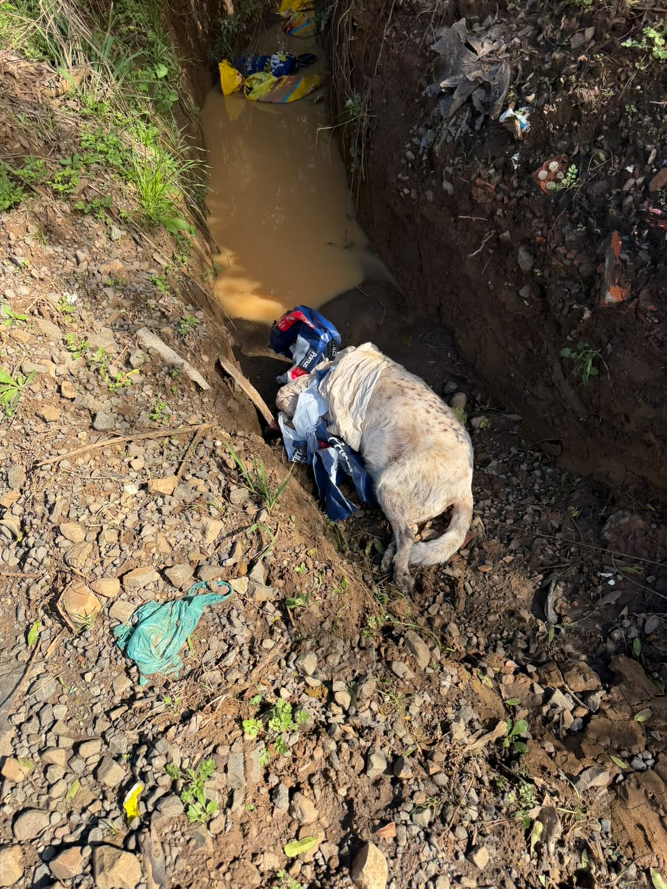 Dezenas de ossadas e corpos de cães em decomposição são encontrados em área rural de Lages