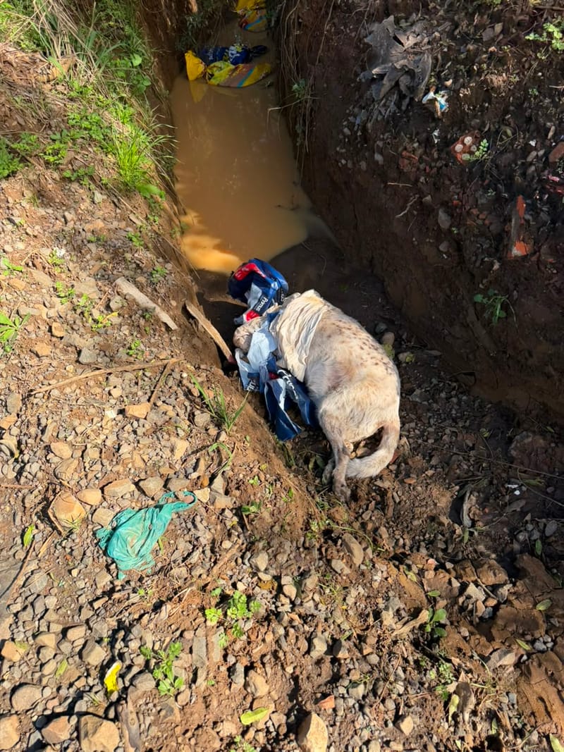 Dezenas de ossadas e corpos de cães em decomposição são encontrados em área rural de Lages