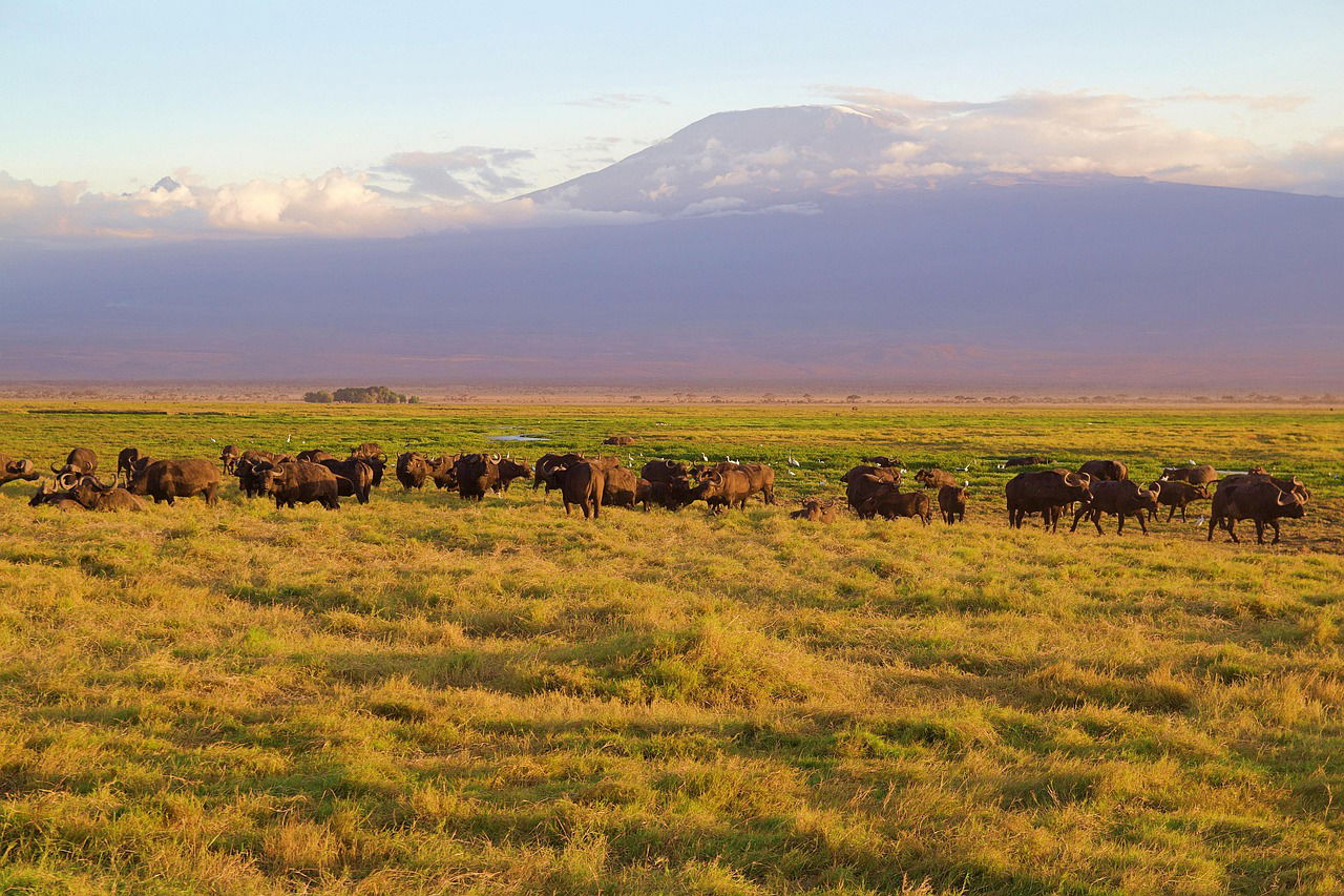 AMBOSELI NATIONAL PARK PRIVATE FULL DAY TOUR FROM NAIROBI