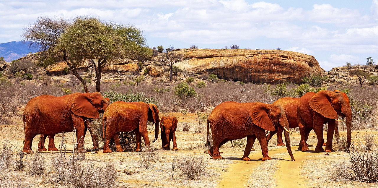 TSAVO EAST NATIONAL PARK PRIVATE FULL DAY TOUR FROM MOMBASA/DIANI
