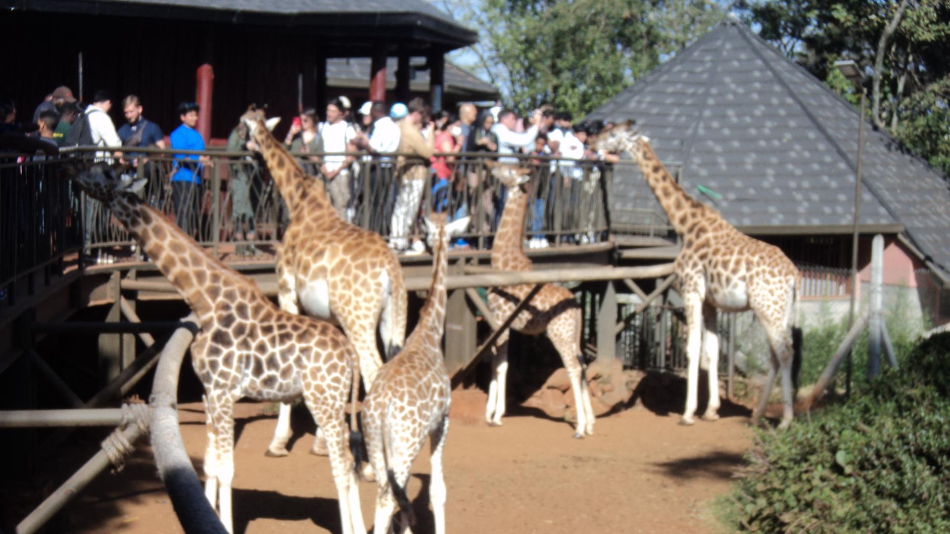 DAY TOUR TO NAIROBI NATIONAL PARK,ELEPHANT PROJECT AND GIRAFFE CENTER