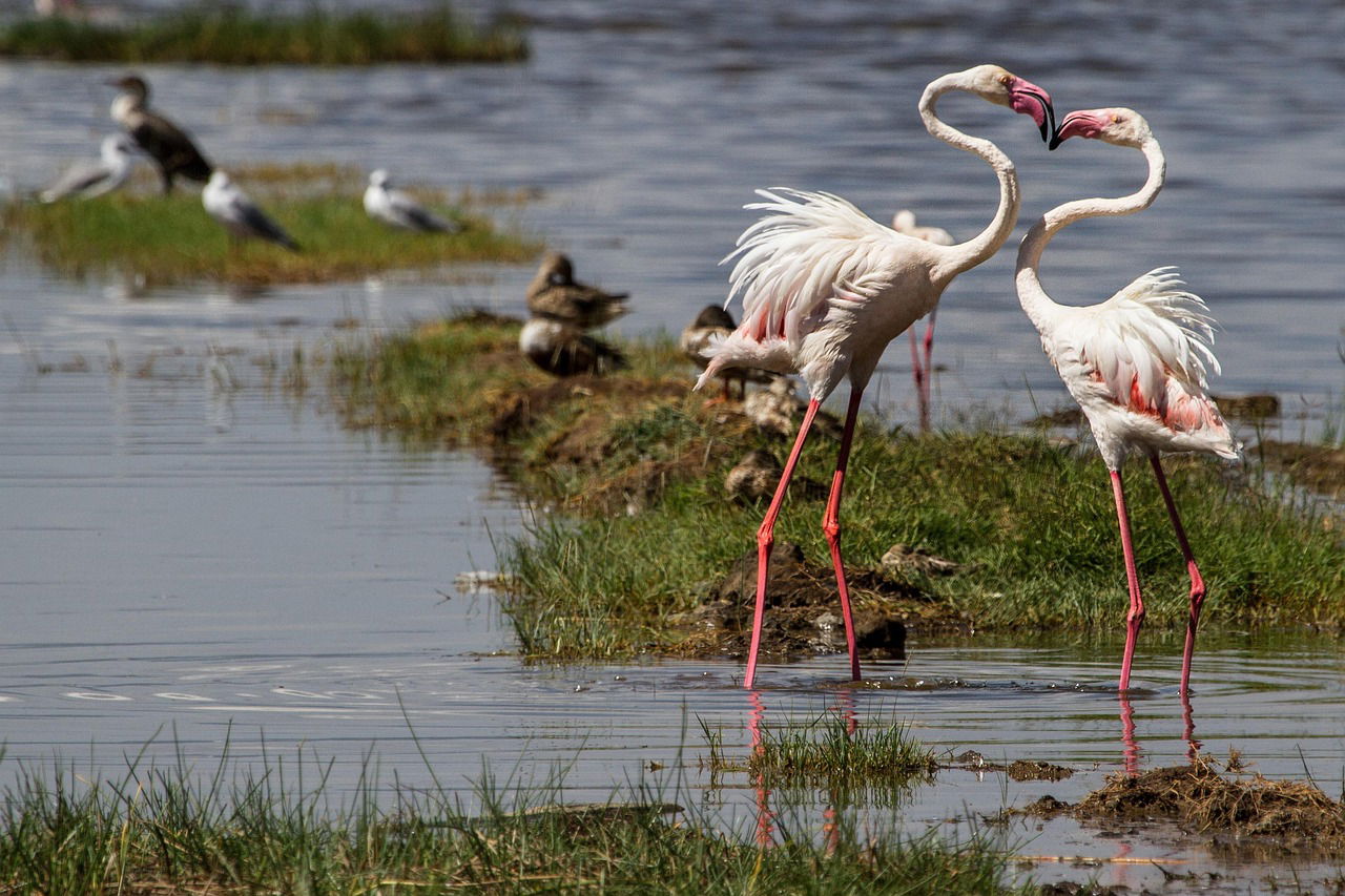LAKE NAKURU NATIONAL PARK PRIVATE FULL DAY TOUR FROM NAIROBI