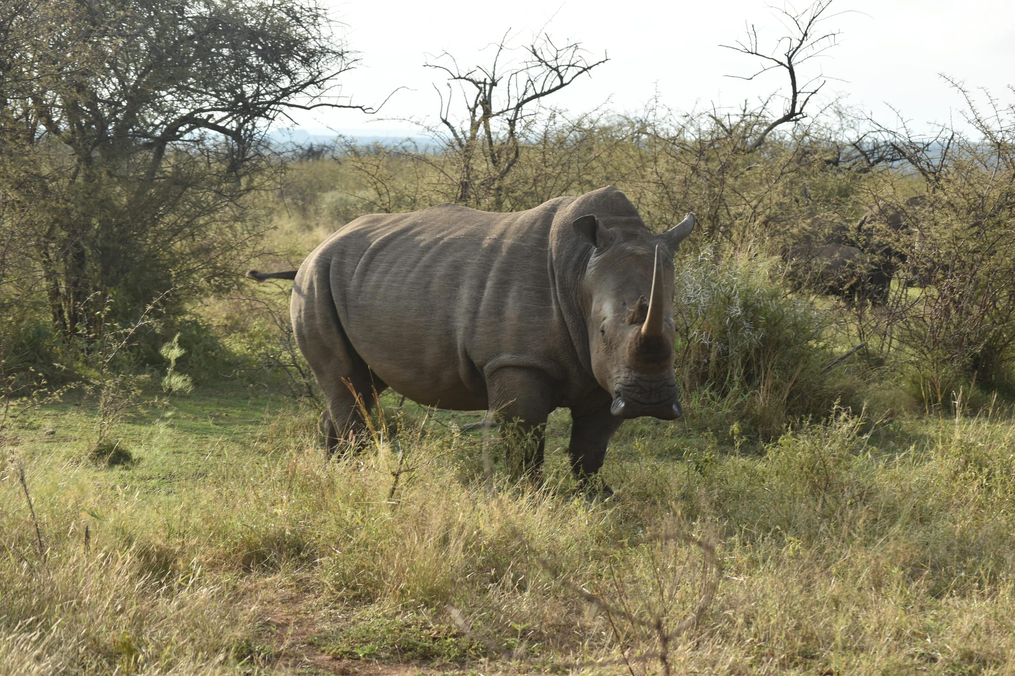 OVERNIGHT PRIVATE TOUR TO LAKE NAKURU NATIONAL PARK FROM NAIROBI