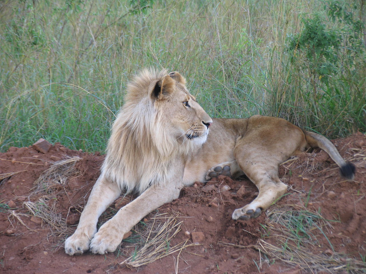 3 DAYS, 2 NIGHTS MAASAI MARA GROUP JOINING SAFARI FROM NAIROBI